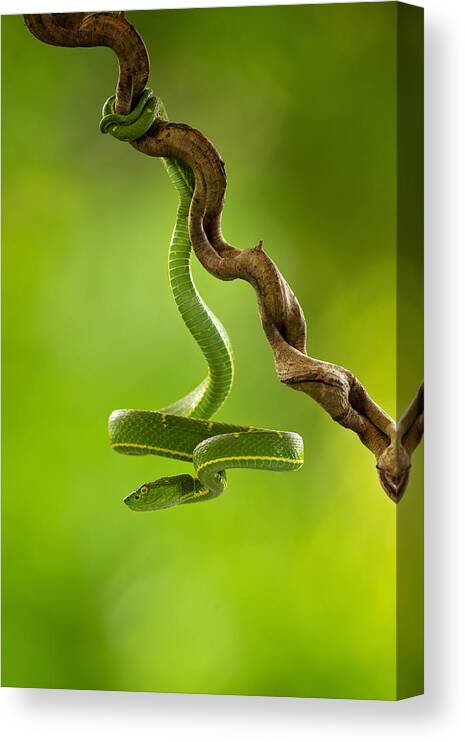 Snake Canvas Print featuring the photograph Side-striped Palm Pitviper by Milan Zygmunt