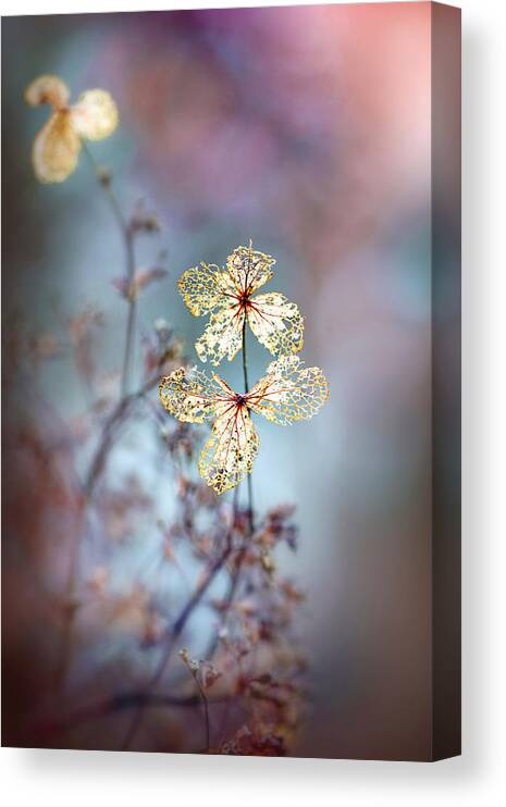 Hydrangea Canvas Print featuring the photograph Simple Nature by Jacky Parker