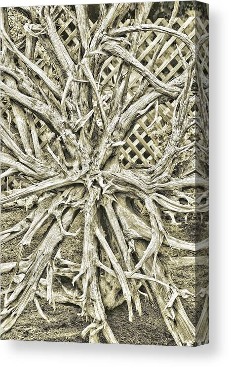 Art Canvas Print featuring the photograph Simply Branched by JAMART Photography