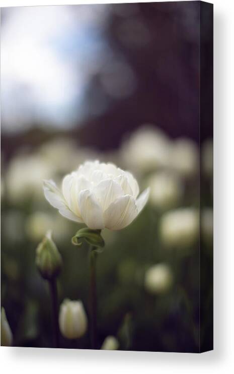 Single Flower Flowers Botany Botanic Botanical Garden Outside Outdoors Moody Mood Natural Nature Ma Mass Massachusetts New England Newengland Usa U.s.a. Brian Hale Brianhalephoto Canvas Print featuring the photograph Single by Brian Hale