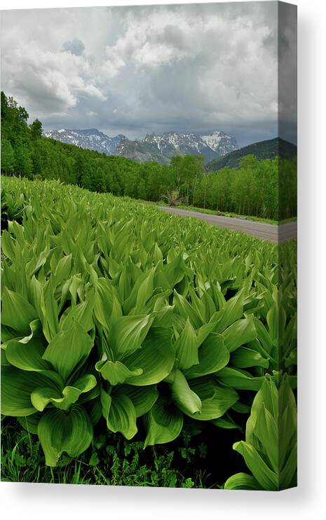 Highway 50 Canvas Print featuring the photograph Skunk Cabbage in Big Cimarron by Ray Mathis