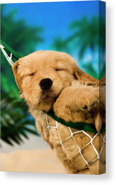 Pets Canvas Print featuring the photograph Sleeping Puppy In A Hammock At A Beach by Cmannphoto