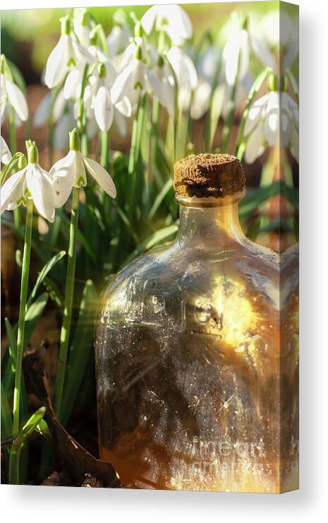 Snowdrops Canvas Print featuring the photograph Snowdrop flowers and old glass jar with sunlight by Simon Bratt