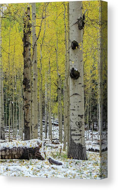 Arizona Canvas Print featuring the photograph Snowy Gold Aspen by Gaelyn Olmsted