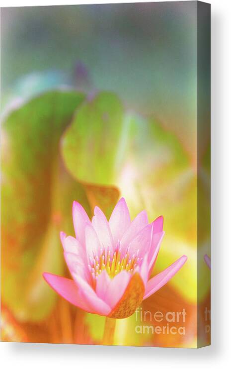 Pink Flower Canvas Print featuring the photograph Soft and Light 4 by Becqi Sherman