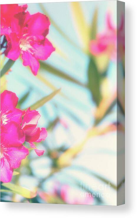 Pink Flowers Canvas Print featuring the photograph Soft and Light 7 by Becqi Sherman