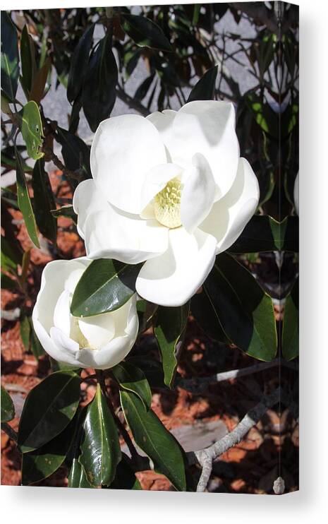 Southern Magnolia Blossoms Canvas Print featuring the photograph SoSouthern Magnolia Blossoms by Philip And Robbie Bracco