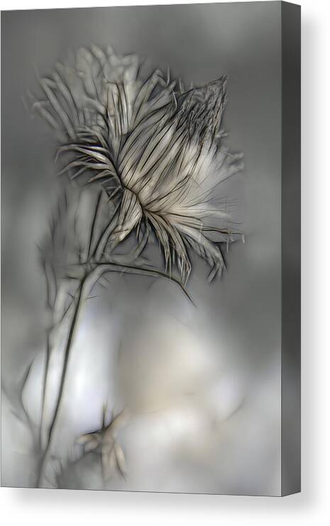 Flower Canvas Print featuring the photograph Source Of Life by Gilbert Claes