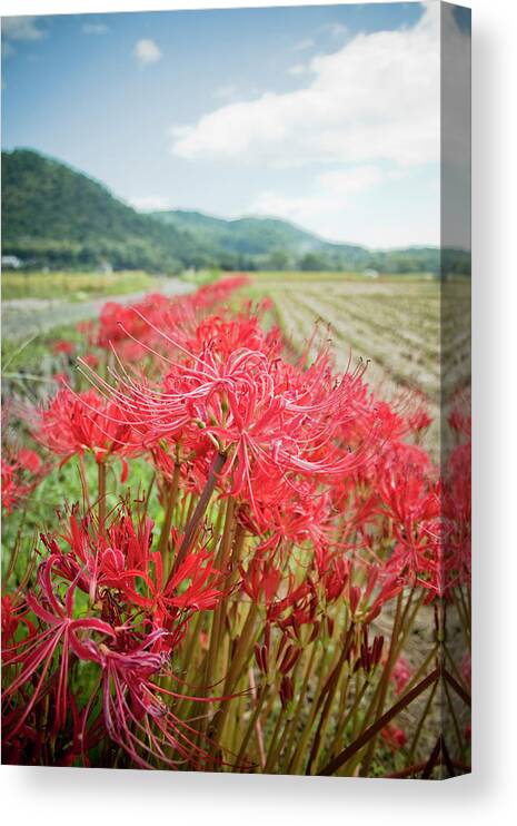 Spider Lily Canvas Print featuring the photograph Spider Lily by Yoshika Sakai