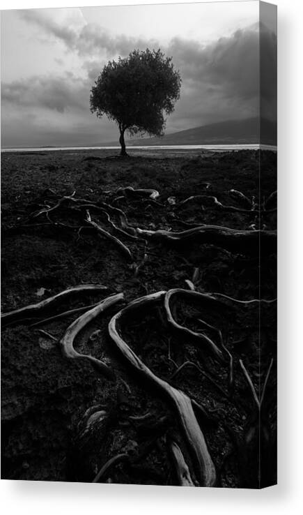 Roots Canvas Print featuring the photograph Spreading by Ade Rizal