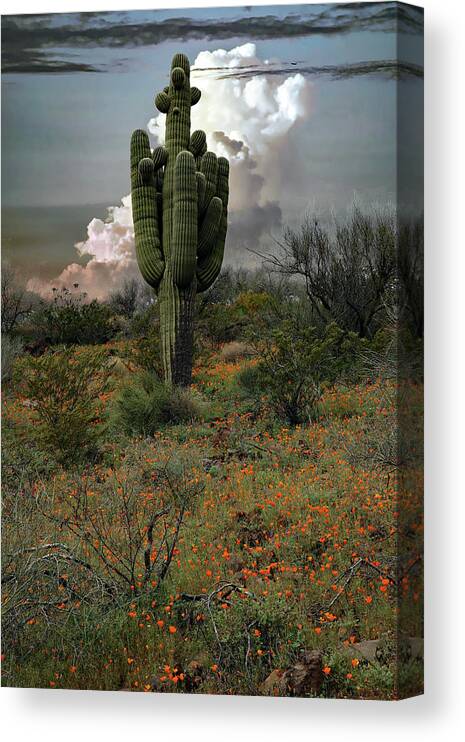 Cactus Canvas Print featuring the photograph Springtime Saguaro by Hans Brakob