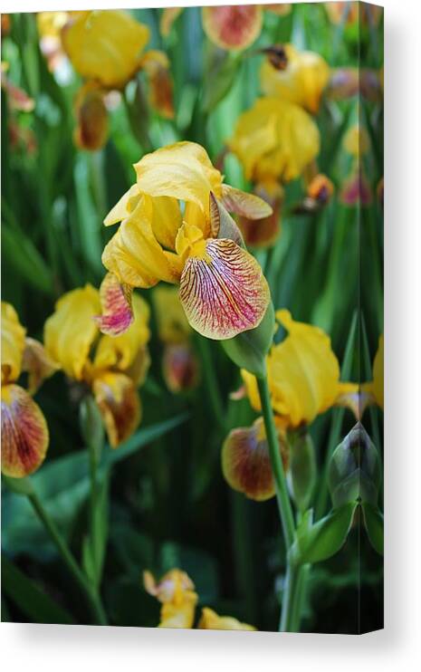 Iris Canvas Print featuring the photograph Springtime Sway by Michiale Schneider