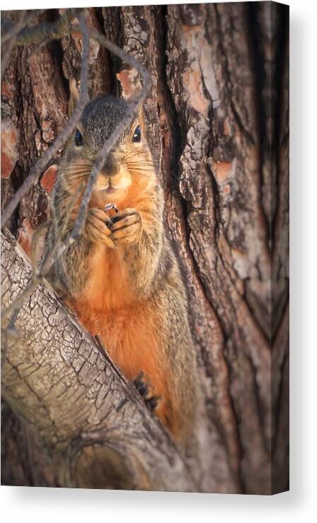 Squirrel Canvas Print featuring the photograph Squirrel eating in tree by David Zumsteg