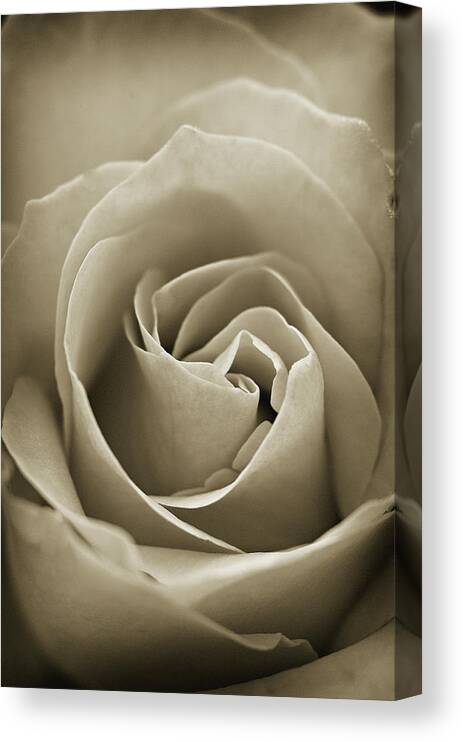 Sepia Rose Canvas Print featuring the photograph Standard by Michelle Wermuth
