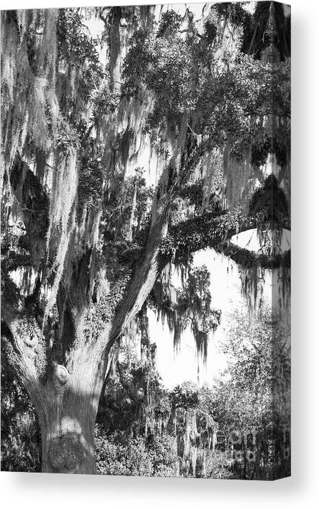 Oak Canvas Print featuring the photograph Stately Moss Draped Live Oak Black and White by MM Anderson