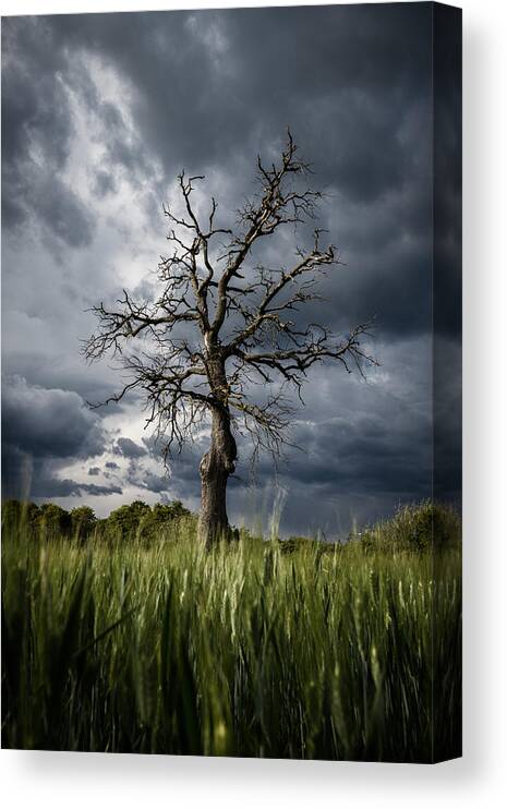 Tree Canvas Print featuring the photograph Stormy Weather by Rostovskiy Anton