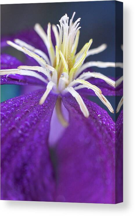 Flower Canvas Print featuring the photograph Stretch by Michelle Wermuth