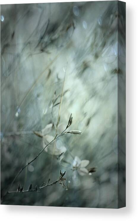 Grass Canvas Print featuring the photograph Subtlety by Delphine Devos