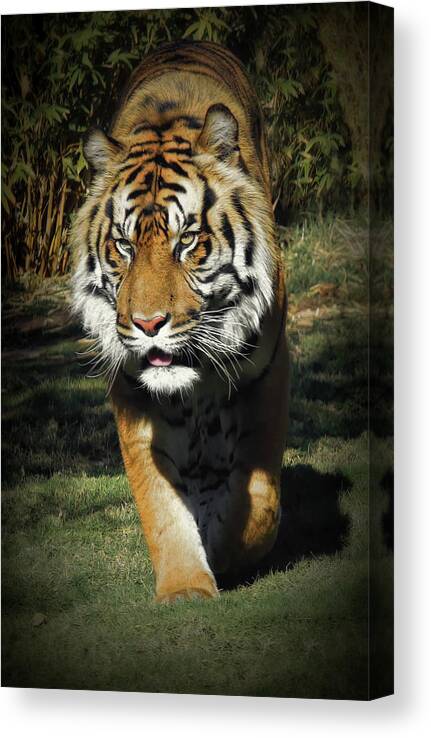 Zoo Canvas Print featuring the photograph Sumatran Tiger Face To Face by Elaine Malott
