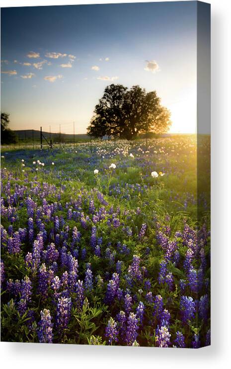 Lupine Canvas Print featuring the photograph Sunset Over A Field Of Texas Bluebonnets by Photography By Bridget Calip