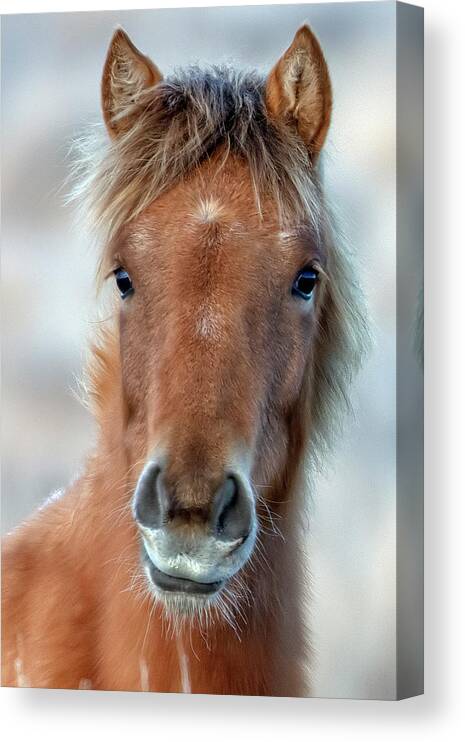 Emmie Canvas Print featuring the photograph Emmie by John T Humphrey
