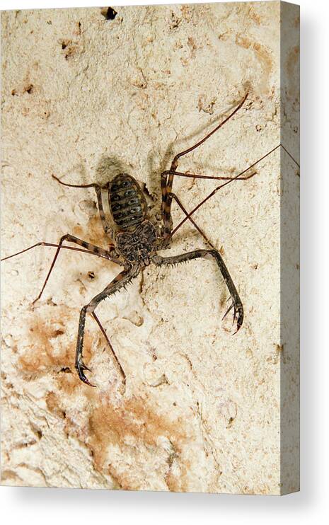 Africa Canvas Print featuring the photograph Tailless Whip Scorpion by Ivan Kuzmin