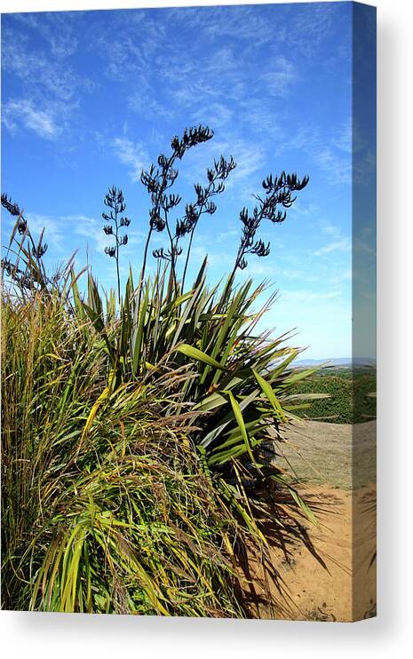 Oregon Canvas Print featuring the photograph Tall pampas grass on a dune by Steve Estvanik