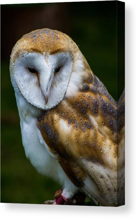 Animal Canvas Print featuring the photograph Tawny by Edward Bozzard