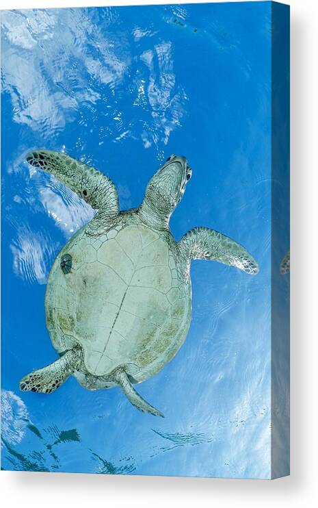 Worm
Green Turtle
Ocean
Lagoon
Blueplanet Canvas Print featuring the photograph Th Worm by Serge Melesan