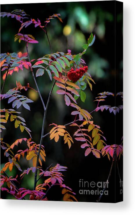  Canvas Print featuring the photograph The Beauty Below by Jim Garrison