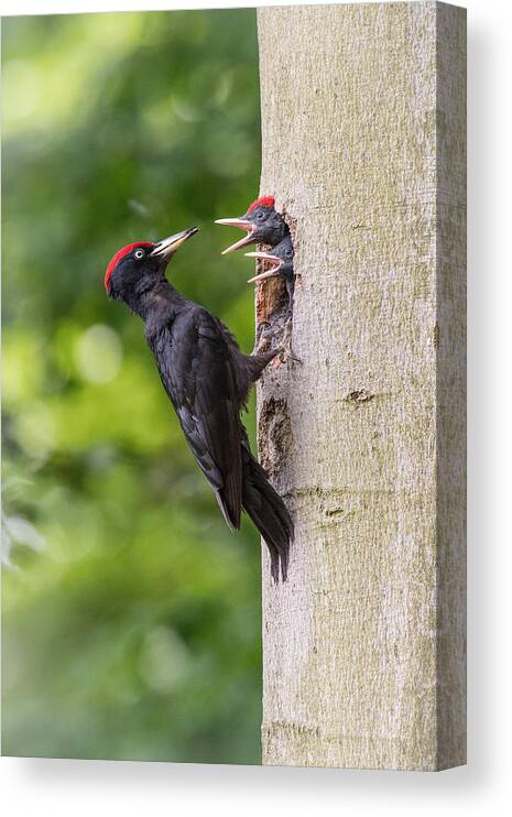 Green Canvas Print featuring the photograph The Black Woodpecker, Dryocopus Martius by Petr Simon