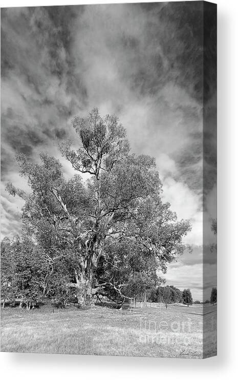 Tree Canvas Print featuring the photograph The Changes I Have Seen by Linda Lees