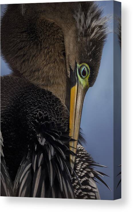 Bird Canvas Print featuring the photograph The Colors Of The Anhinga by Linda D Lester
