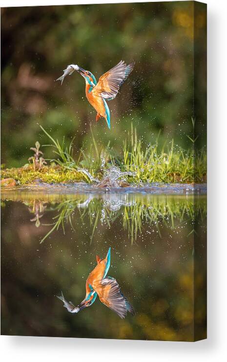 Kingfisher Canvas Print featuring the photograph The Diving Common Kingfisher, Alcedo Atthis by Petr Simon