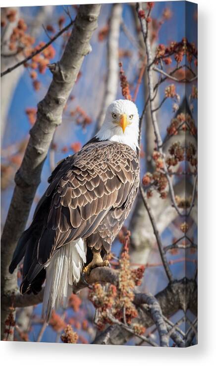 Bald Eagle Canvas Print featuring the photograph The Eyes by Laura Hedien