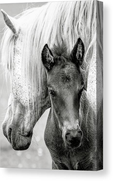 Pony Canvas Print featuring the photograph The Foal by Jacky Parker
