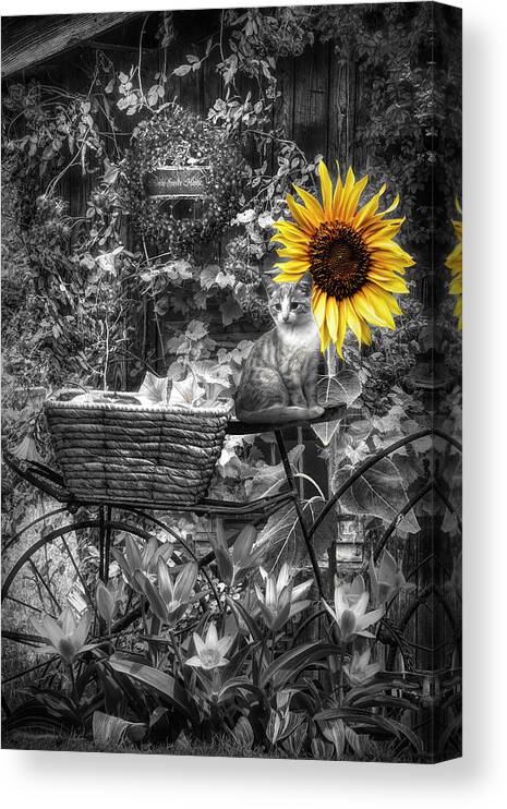 Barns Canvas Print featuring the photograph The Garden Barn in Black and White with Yellow Sunflower by Debra and Dave Vanderlaan