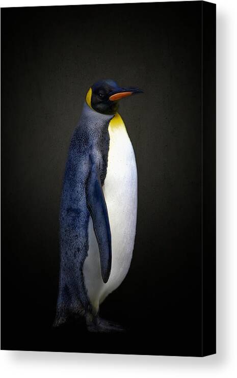 Wildlife Canvas Print featuring the photograph The Gentleman by Alex Zhao