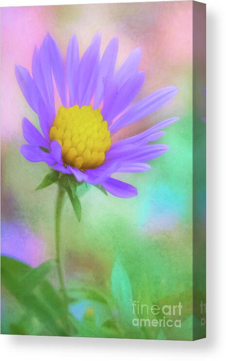 Aster Canvas Print featuring the photograph The Last Aster of Autumn by Anita Pollak