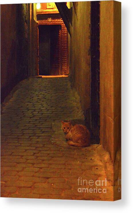 Cat Canvas Print featuring the photograph The night gatekeeper of Fez by Yavor Mihaylov