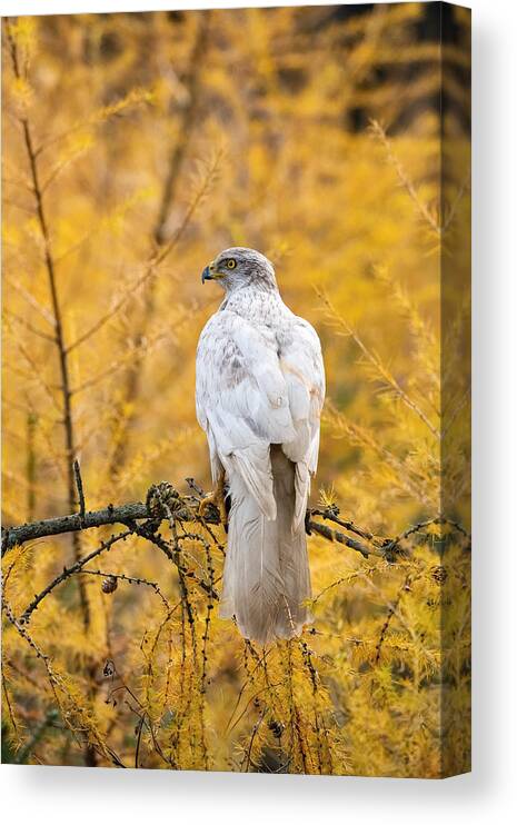 Northern Canvas Print featuring the photograph The Northern Goshawk,accipiter Gentilis Buteoides by Petr Simon