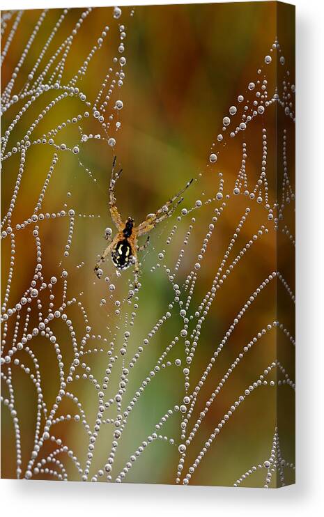 Ragno Canvas Print featuring the photograph The Pearls Of The Spider by Luigi Chiriaco