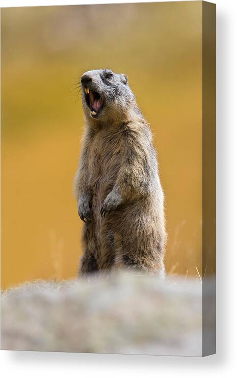 Marmot Canvas Print featuring the photograph The Scream by Paolo Bolla