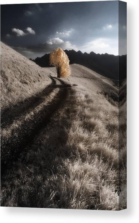 Infrared Canvas Print featuring the photograph The Sentry by Filippo Manini