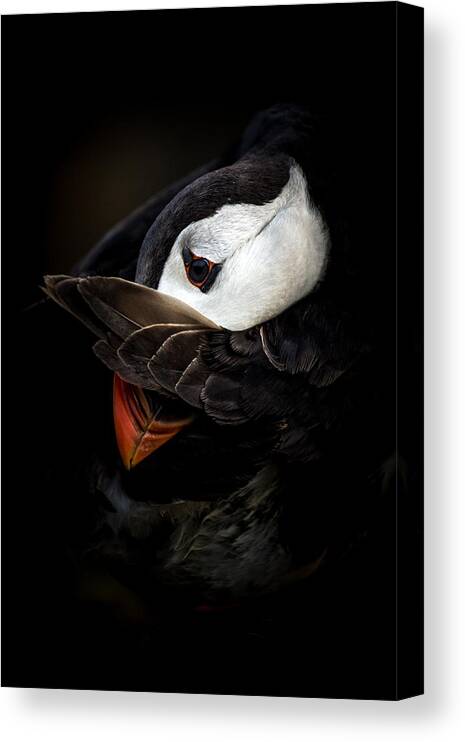 Puffin Canvas Print featuring the photograph The Shy Puffin by Csaba Tokolyi
