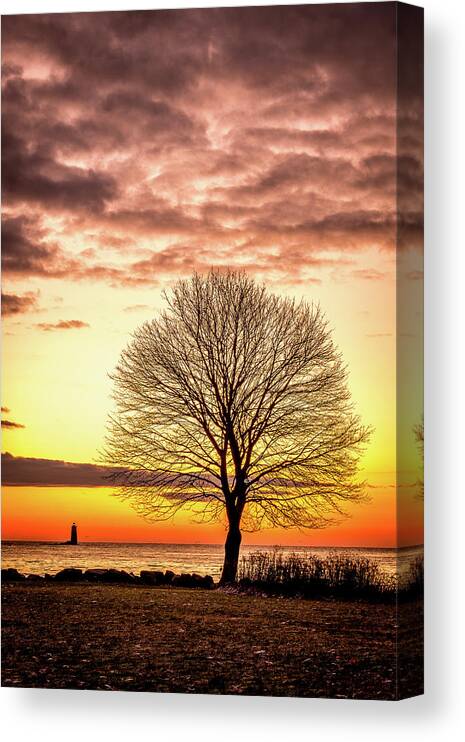 New Hampshire Canvas Print featuring the photograph The Tree by Jeff Sinon