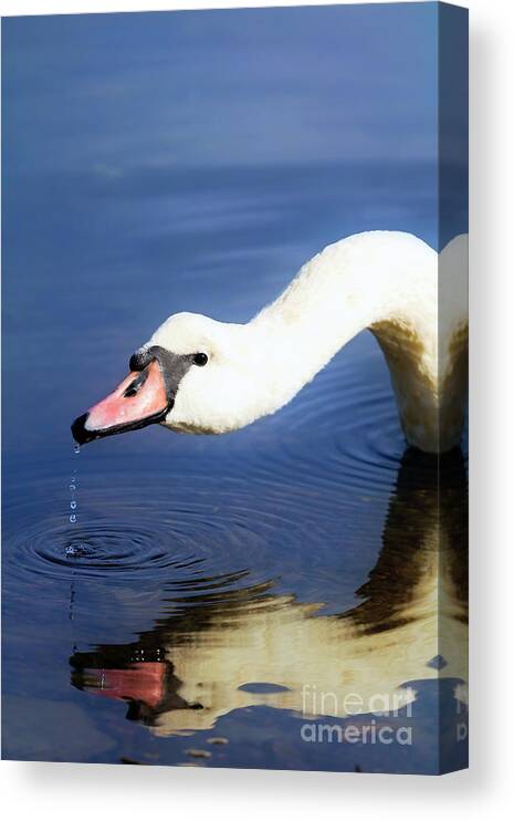 Swan Canvas Print featuring the photograph Thirsty Swan by Terri Waters