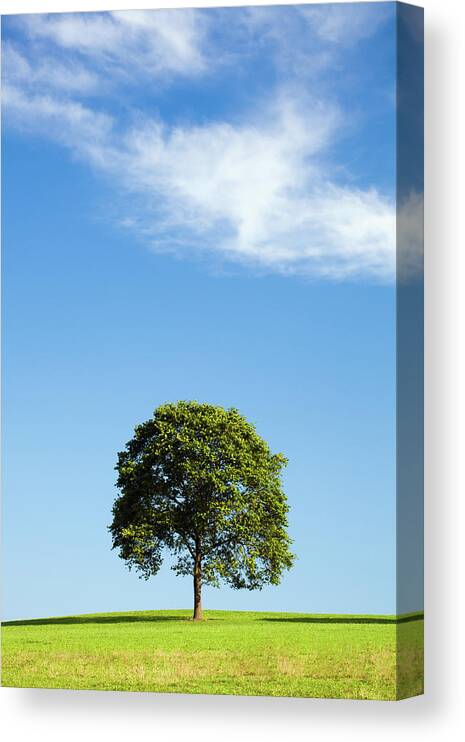 North Rhine Westphalia Canvas Print featuring the photograph Tree On A Meadow by Jorg Greuel