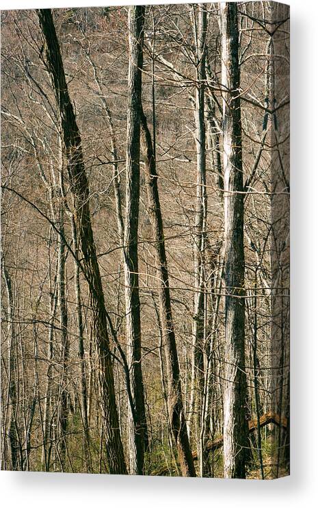 Forestabstract Canvas Print featuring the photograph Tree Patterns - Pisgah National Forest by Bill Gozansky