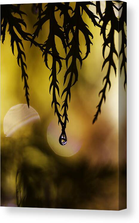 Droplet Canvas Print featuring the photograph Tribe Jewelry by Fabien Bravin